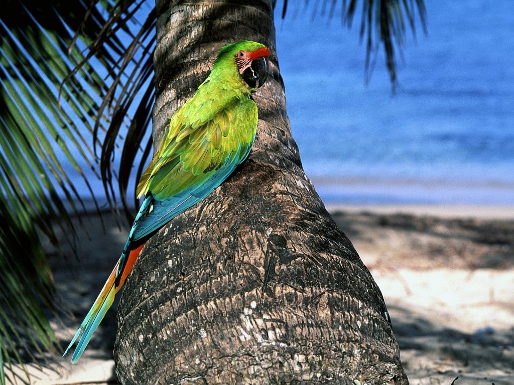 Great Green Macaw